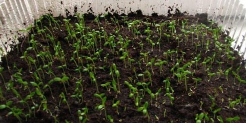 Korijen celera - kako roniti